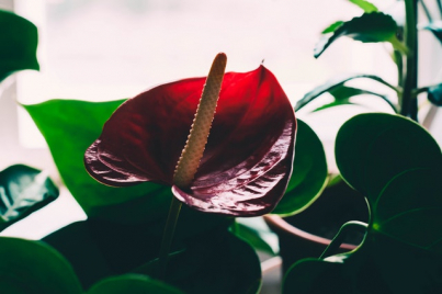 Anthurium. Garden Center Sopela