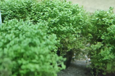 Hemianthus callitrichoides o Cuba