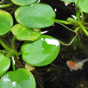 Limnobium. Acuario plantado