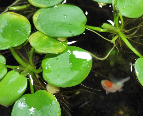 Limnobium. Acuario plantado