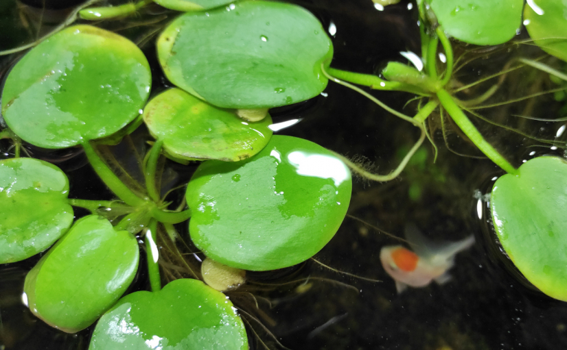 Limnobium. Acuario plantado