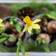 Cuando plantar bulbos: Narcisos