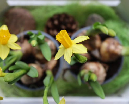 Cuando plantar bulbos: Narcisos