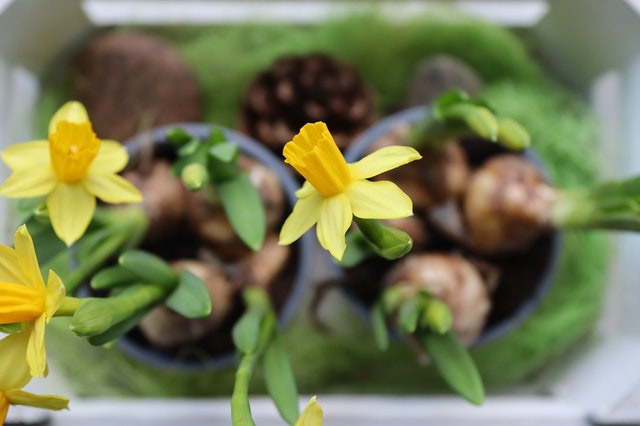 alcanzar engañar Oferta Cuándo plantar bulbos: narcisos, jacintos y tulipanes - Mvgarden