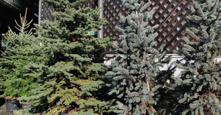 Árbol de Navidad natural